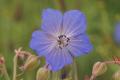 Flora: Meadow Crane's-bill (Geranium pratense)